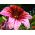 Trompetenzunge - Mischung - Salpiglossis sinuata - Strahlende Sommerblüten, Juli bis September - Samen