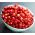 Alpine Strawberry Baron Semená kocúrovcov - Fragaria vesca - 256 semien
