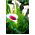 Zantedeschia, Calla Lily Picasso