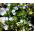 Nolana - Nolana paradoxa - Charming Summer Blooms, Low-Growing Elegance - Fresh Seeds