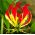 Gloriosa