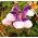 Alpine Skullcap bercampur benih - Scutellaria alpina - 110 biji