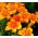 Lilium, Lily Orange Pixie - bulb / tuber / rădăcină