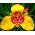 Tigridia, mešanica Tiger Flower - 10 žarnic
