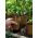 Pots de tourbe ronds ø6 cm - 100 pièces - 
