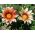 Gazania Sunshine Amestec de semințe - Gazania rigens - 250 de semințe