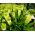 Eucomis autumnalis - pacchetto di 2 pezzi