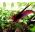 Dragon lily - Dracunculus vulgaris; dracunculus umum, naga arum, arum hitam, voodoo lily, lily ular, bau lily, naga hitam, lily hitam, dragonwort, ragons