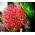 Haemanthus Multiflorus
