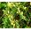 זרעי ארז לבנים - Thuja occidentalis - 65 זרעים
