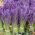 Hạt giống hoa oải hương - Lavandula angustifolia - 200 hạt - Lavendula vera