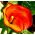 Zantedeschia, Calla Lily Orange - květinové cibulky / hlíza / kořen