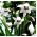 Acidanthera Murielae - 20 květinové cibule - Acidanthera  Murielae