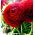 Ranunculus - Rojo - paquete de 10 piezas