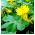 Canary Creeper, Canary Bird Vine frön - Tropaeolum peregrinum - 22 frön