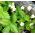 Alpine Strawberry Baron Semená kocúrovcov - Fragaria vesca - 256 semien