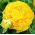 Ranunculus - amarillo - paquete de 10 piezas