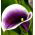Zantedeschia, Calla Lily Picasso