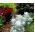 Greiskraut - Cineraria maritima - Silberne Farnpracht, glänzt in der Sonne - Samen
