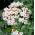 Läkevänderot - Valeriana officinalis - Lugnande effekt, perfekt tillägg till trädgården - Färska frön