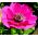 Anemone Sylphide - 8 kvetinové cibule