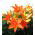 Lilium, Lily Orange Pixie - bulb / tuber / rădăcină