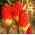 Hehkusoihtulilja - Red Hot Poker - Kniphofia