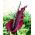 Dragon lily - Dracunculus vulgaris; dracunculus umum, naga arum, arum hitam, voodoo lily, lily ular, bau lily, naga hitam, lily hitam, dragonwort, ragons