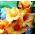 Gladiolus Princess Margaret Rose - 5 bulbs