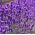 Hạt giống hoa oải hương - Lavandula angustifolia - 200 hạt - Lavendula vera