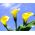 Zantedeschia, кала лилия крем - луковица / грудка / корен