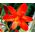 Crocosmia - mix - csomag 10 darab