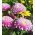 Prince Aster - 625 semen - Callistephus chinensis - semena