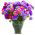 Prince Aster - 625 semen - Callistephus chinensis - semena