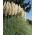 Біла пампаса трава - розсада - Cortaderia selloana