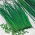 Chives - Pražská - Easy-Care Herb for Multiple Harvests - Fresh Seeds