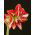 Hippeastrum Pasadena