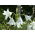 Crinum album, Hakenlilie, Freilandamaryllis