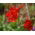 Graines de Delphinium - Delphinium nudicaule - 80 graines