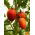 Paradicsom - Kmicic - 500 magok - Solanum lycopersicum