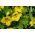 Semillas mezcladas de capuchina enana - Tropaeolum majus var. nanum - 24 semillas