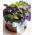 Cinnamon basil - Ocimum basilicum cinnamon - Sweetly Spiced Herb, Enchant Your Dishes - Fresh Seeds