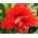 Hippeastrum - Red Peacock