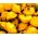 Yellow Patty Pan Squash seeds - Cucurbita pepo - 28 seeds