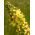Fleråriga Mullein blandade frön - Verbascum sp. - 700 frön