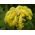 Ierusalim Semințe de sagei - Phlomis russeliana - 20 semințe - Phlomis L.