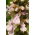 Wall Germander seeds - Teucrium chamaedrys - 70 seeds