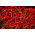 Paprika - De Cayenne - 65 seemned - Capsicum L.