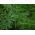Tilli – Emerald - 2800 siemenet - Anethum graveolens L.