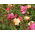 Kínai rózsa - 34 magok - Rosa chinensis